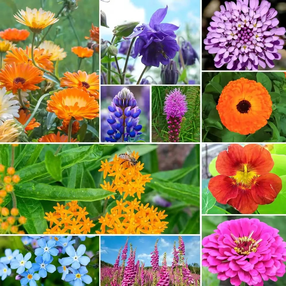 Mezcla Premium de Flores Silvestres para Colibríes y Mariposas