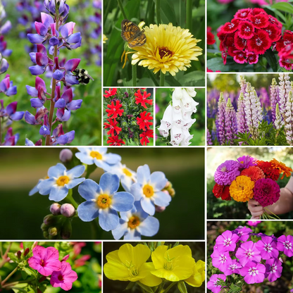 Mezcla Premium de Flores Silvestres para Colibríes y Mariposas
