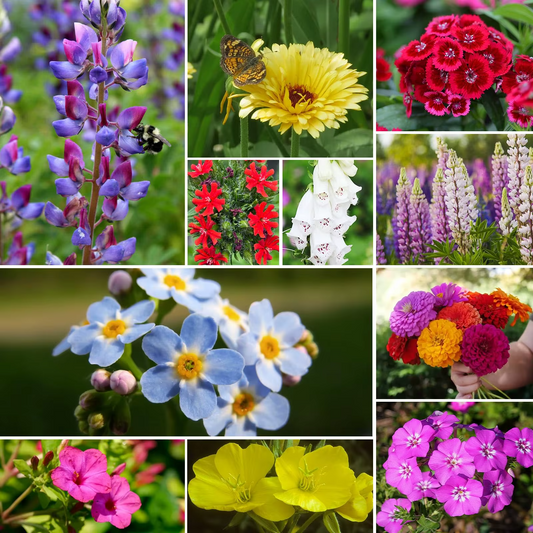 Mezcla Premium de Flores Silvestres para Colibríes y Mariposas